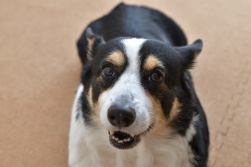 No.276撮影者の飼い犬の黒コーギー