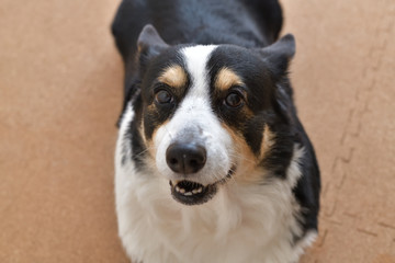 No.277撮影者の飼い犬の黒コーギー