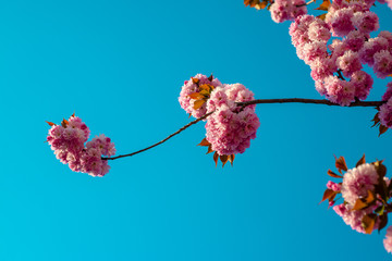 Branches of blossoming sakura on sky background. Branch spring flowers.