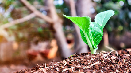 5 weeks old turnip seedlings