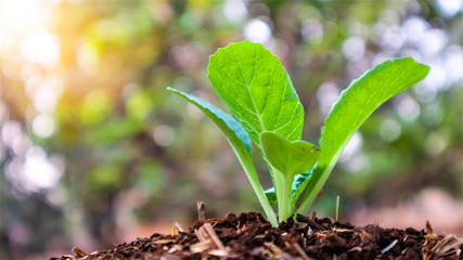 5 weeks old turnip seedlings