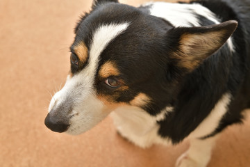 No.287撮影者の飼い犬の黒コーギー