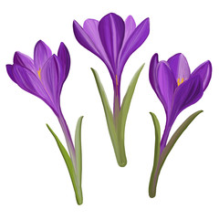 Painted crocus in spring, vector