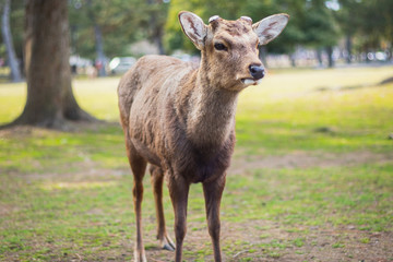 Naklejka na ściany i meble Portrait shot of deer at Nara Park