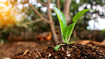 5 weeks old turnip seedlings