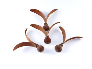 background, beautiful, botany, brown, color, curve, dipterocarpaceae, dipterocarpus, dry, ex, fall,...