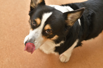 No.292撮影者の飼い犬の黒コーギー