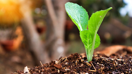 5 weeks old turnip seedlings