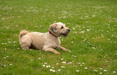 Mixed breed terrier puppy sitting on green grass