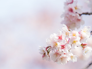 桜のある日本の風景　安行桜