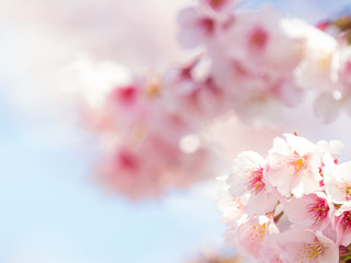 Naklejka premium 桜のある日本の風景 安行桜