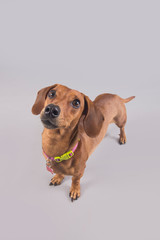 Cute and funny brown wiener dog posing for the camera in a studio