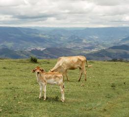 Two calves grazing on a cloudy day