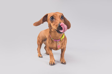 Cute and funny brown wiener dog posing for the camera in a studio