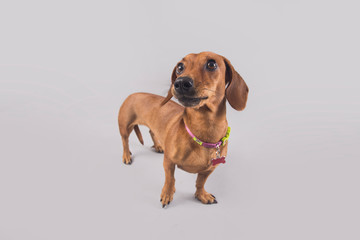 Fototapeta na wymiar Cute and funny brown wiener dog posing for the camera in a studio