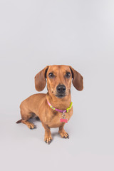 Cute and funny brown wiener dog posing for the camera in a studio