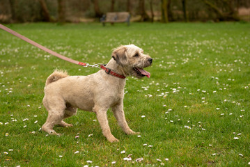 Mixed breed terrier puppy lunging on leash outdoors