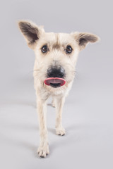 Cute and funny adopted dog posing for the camera in a studio