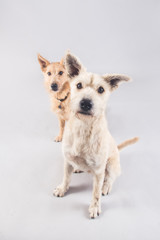 Cute and funny adopted dog posing for the camera in a studio