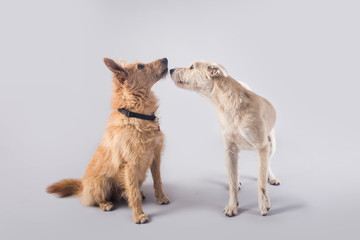 Cute and funny adopted dog posing for the camera in a studio