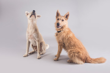 Cute and funny adopted dog posing for the camera in a studio