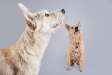 Cute and funny adopted dog posing for the camera in a studio
