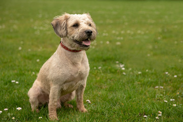 Beautiful terrier mixed breed puppy sitting in outdoor park 