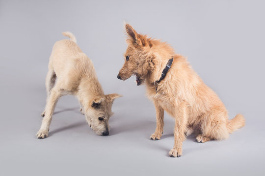 Cute and funny adopted dog posing for the camera in a studio
