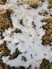 Melted snow in the spring with brown leaves, spring in March.Dirty snow.Little snow on the ground.Spring in the countryside.Wet earth.The dry grass under the snow