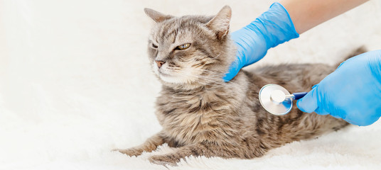 treatment of a cat, a phonendoscope in the hands of a doctor. selective focus.
