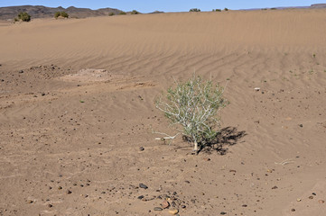 Petit accacia dans le désert