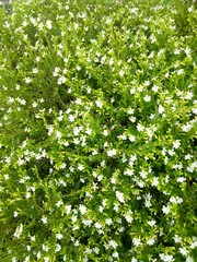 Fototapeta na wymiar decorative plants . grass with white flowers with honey wasps