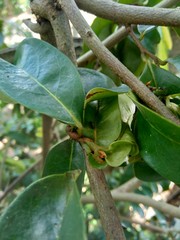 Green soursop laves or Prickly Custard Apple. (Annona muricata L.) Plant for Treatment of carcinoma.