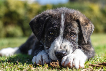 Portrait of a dog lying on the grass