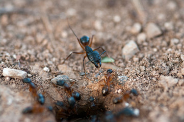 an anthill with soldier ants