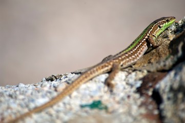 animal