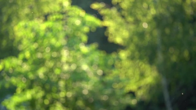 Video background of defocused green trees, poplar flowers pollen and insects flying in foreground.