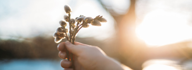 A branch of willow with full buds in female hands. Close-up