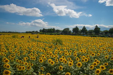 ひまわり畑
