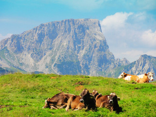 Fototapeta na wymiar Alpenidylle mit Kühen