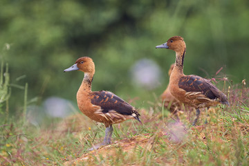Couple of ducks resting on the grassland