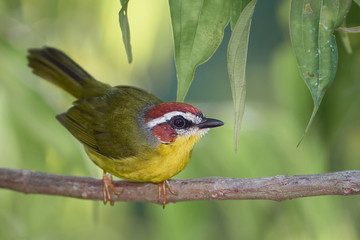 Fototapeta premium Amazing bird carefully stopped on a branch