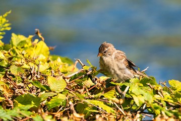 single old sparrow - windy pkace in front of water