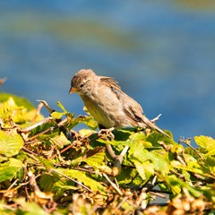single old sparrow - windy pkace in front of water