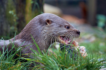 Otter feeding on a rich fish on the grass