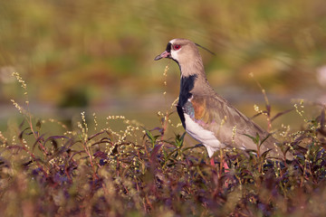 Bird on a pasture close to wetland searching food