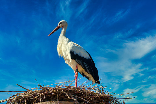 white stork in front of blue sky on nest