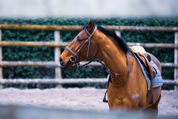 Obraz premium Portrait cheval en dressage