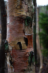 Wet pink birch tree bark