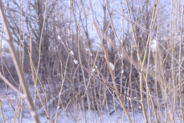Obraz premium Gałązka wierzby na tle błękitnego nieba wczesną wiosną - tło wiosna i koncepcja zmiany sezonu, miejsce na tekst, miejsce na kopię